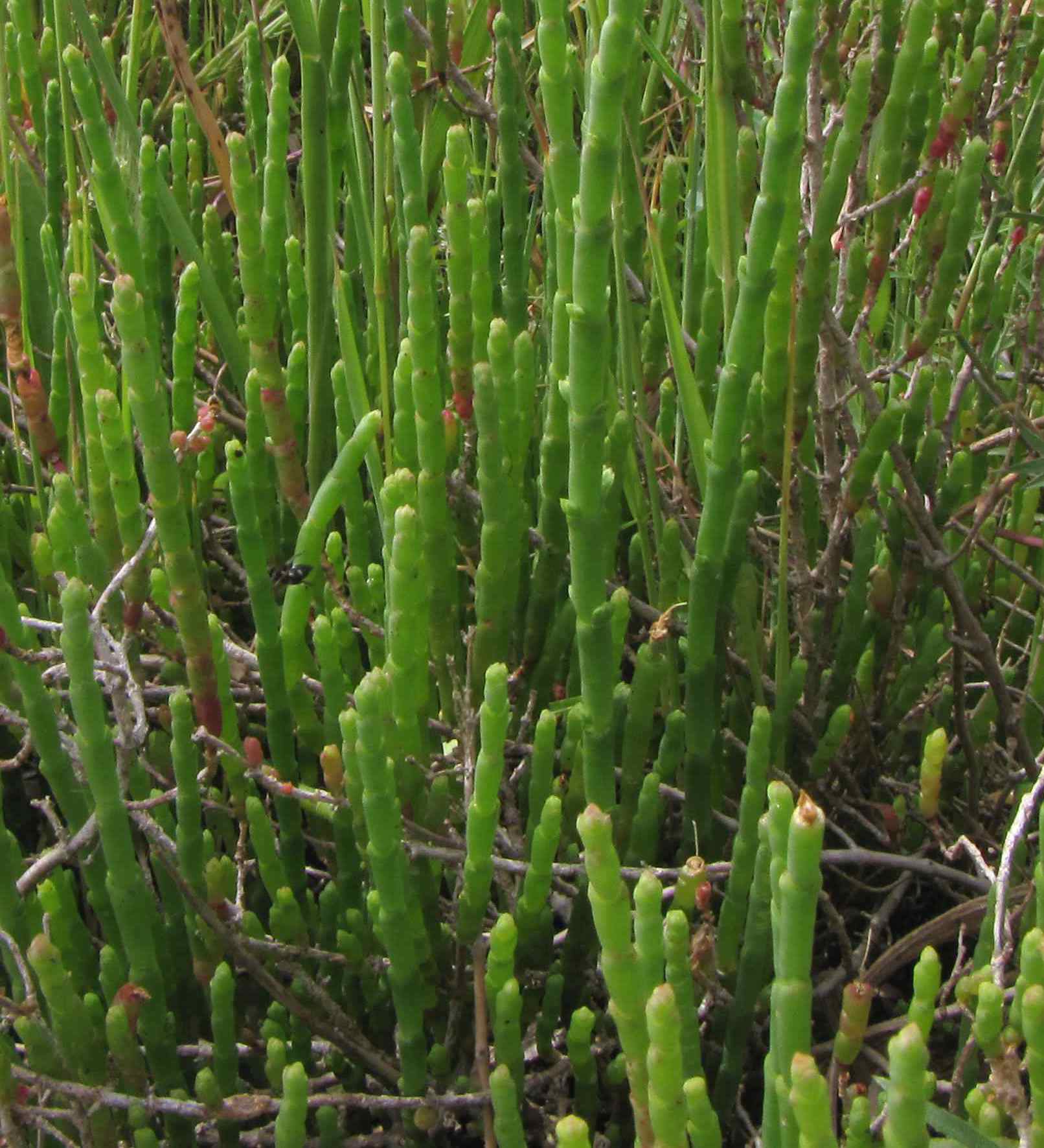 salicornia